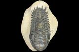 Bargain, Crotalocephalina Trilobite - Foum Zguid, Morocco #80645-4